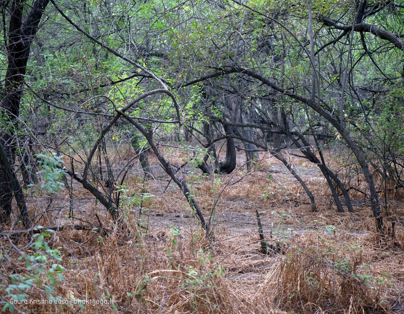 13 badabhaitan 2019 12 18