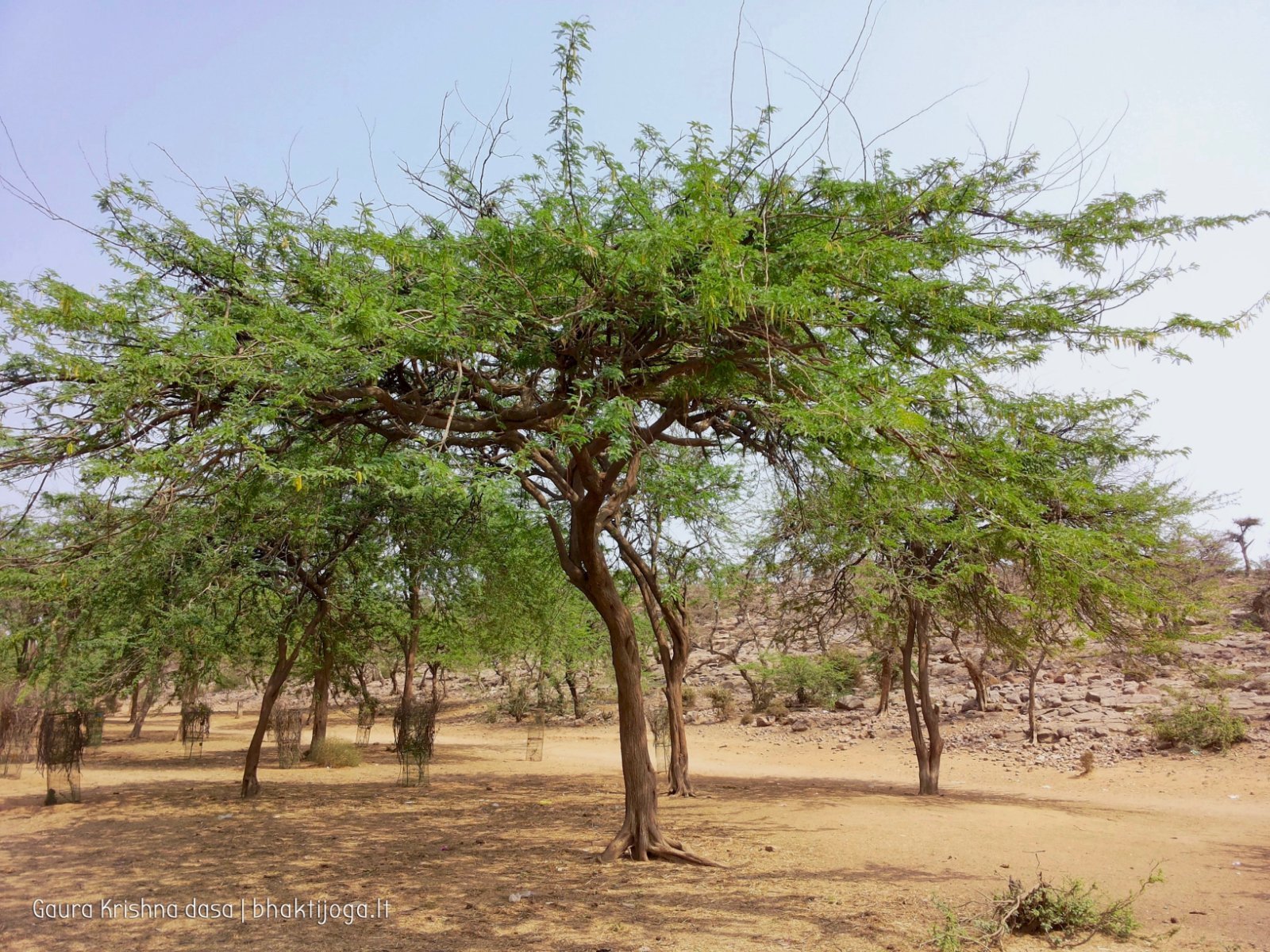 10 plants govardhan 2018