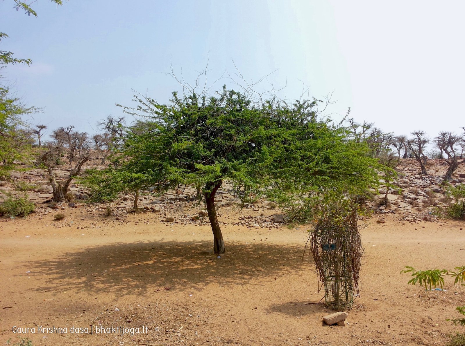 11 plants govardhan 2018