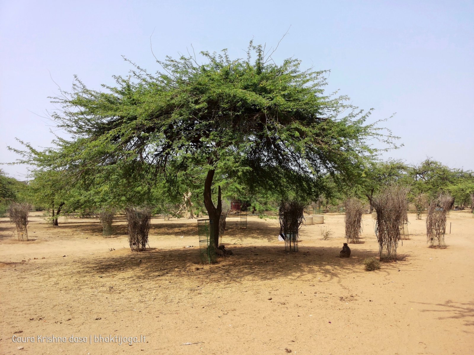 12 plants govardhan 2018