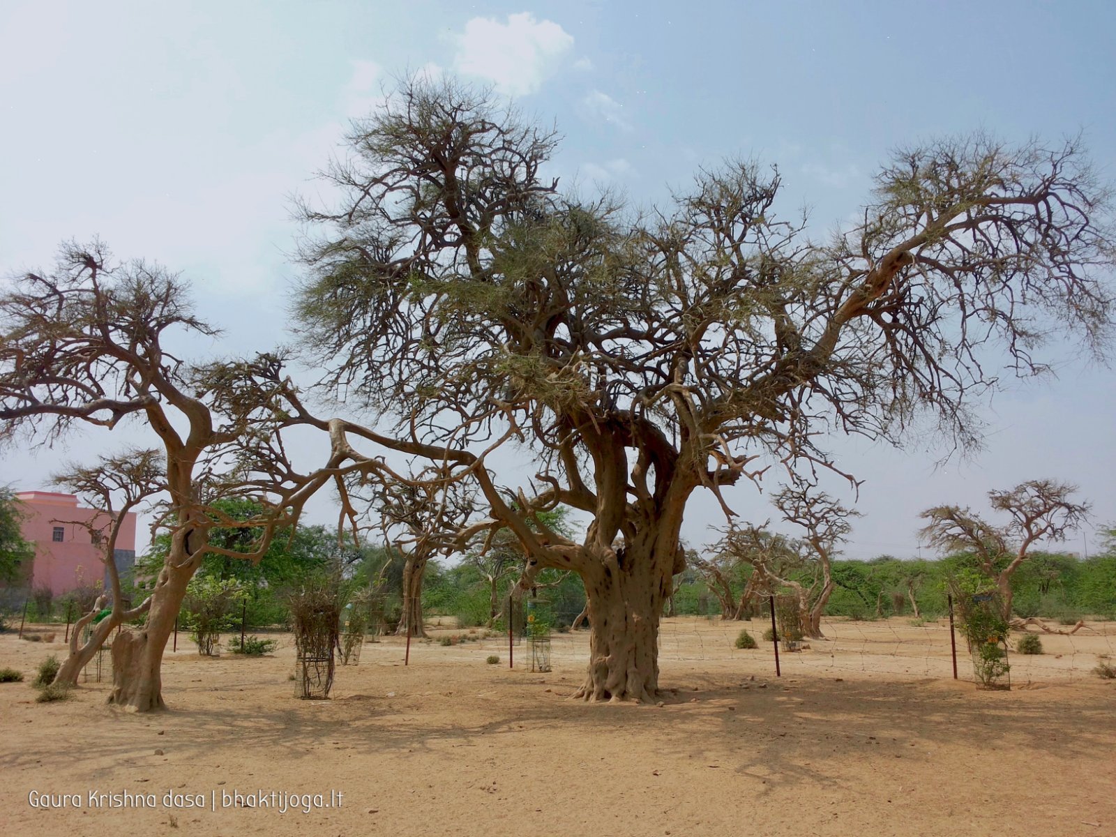 13 plants govardhan 2018