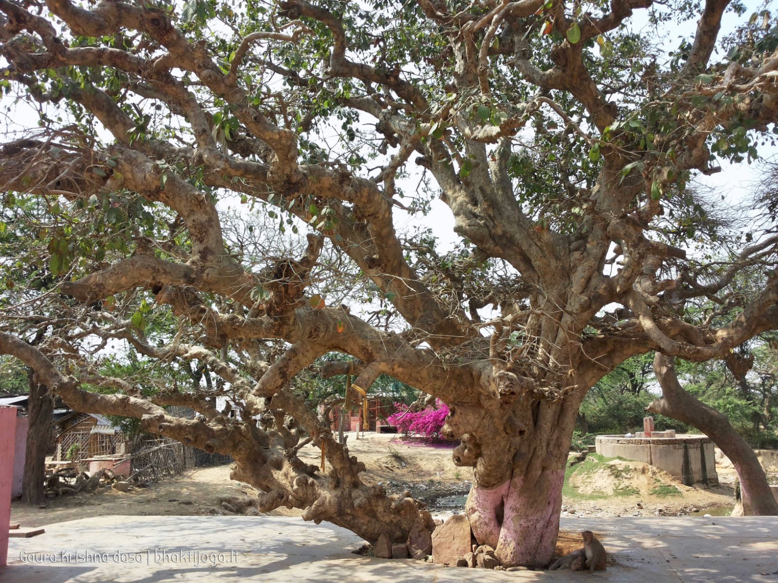 15 plants govardhan 2018