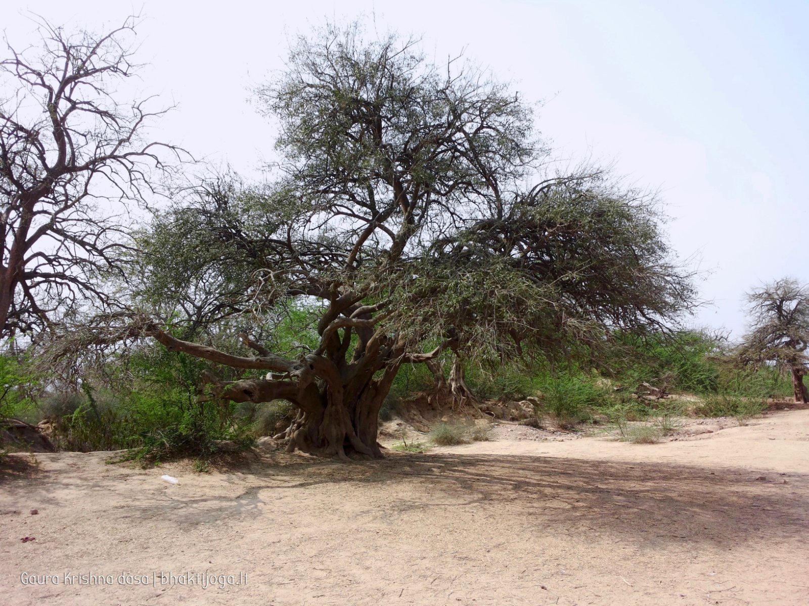 16 plants govardhan 2018