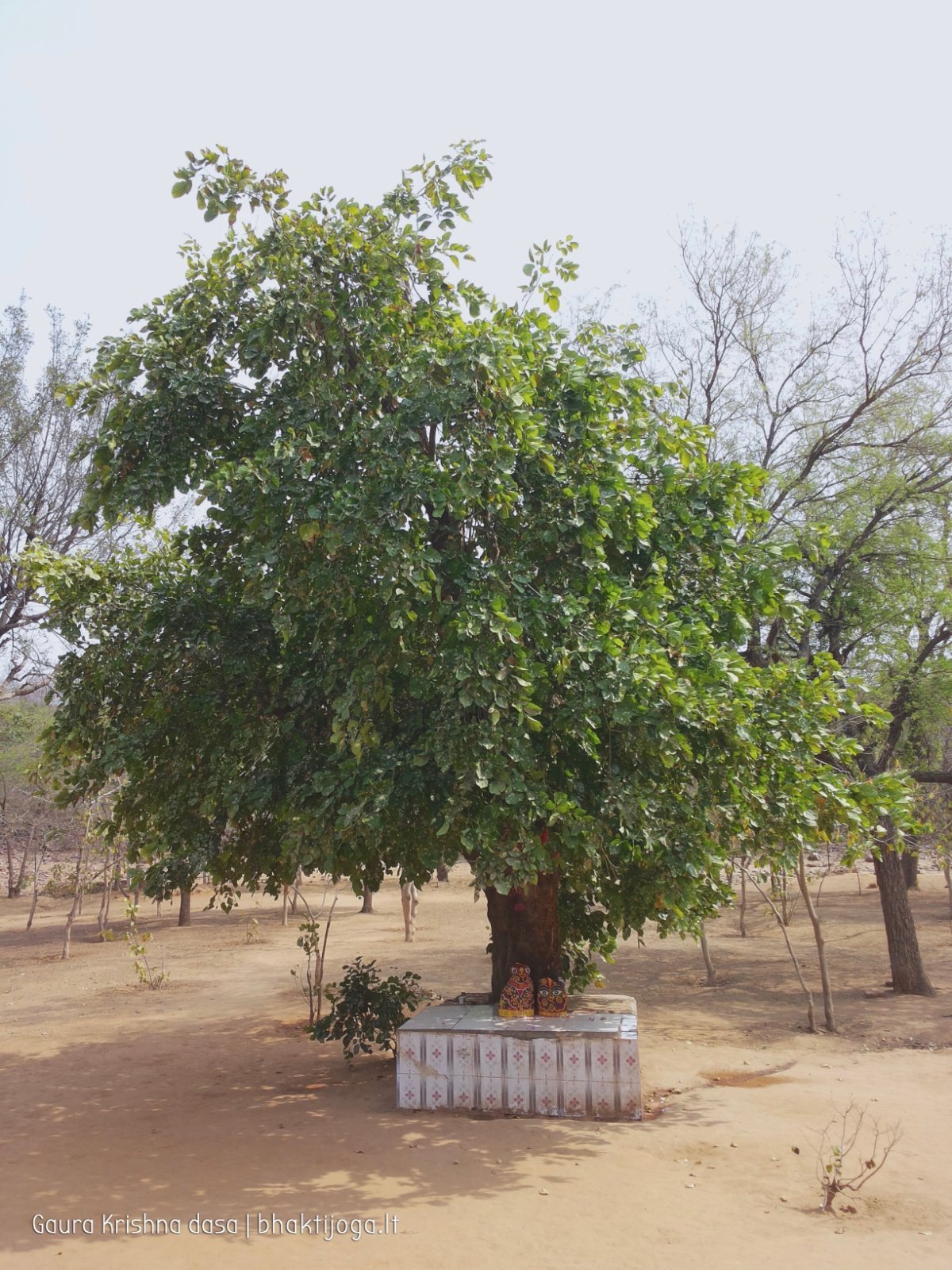 17 plants govardhan 2018