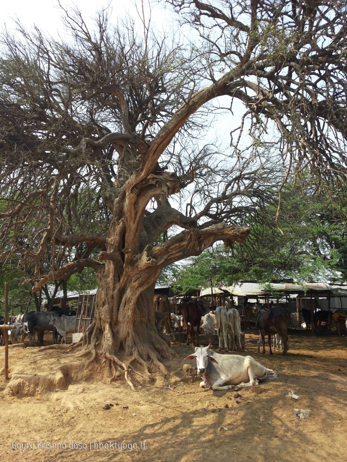 18 plants govardhan 2018