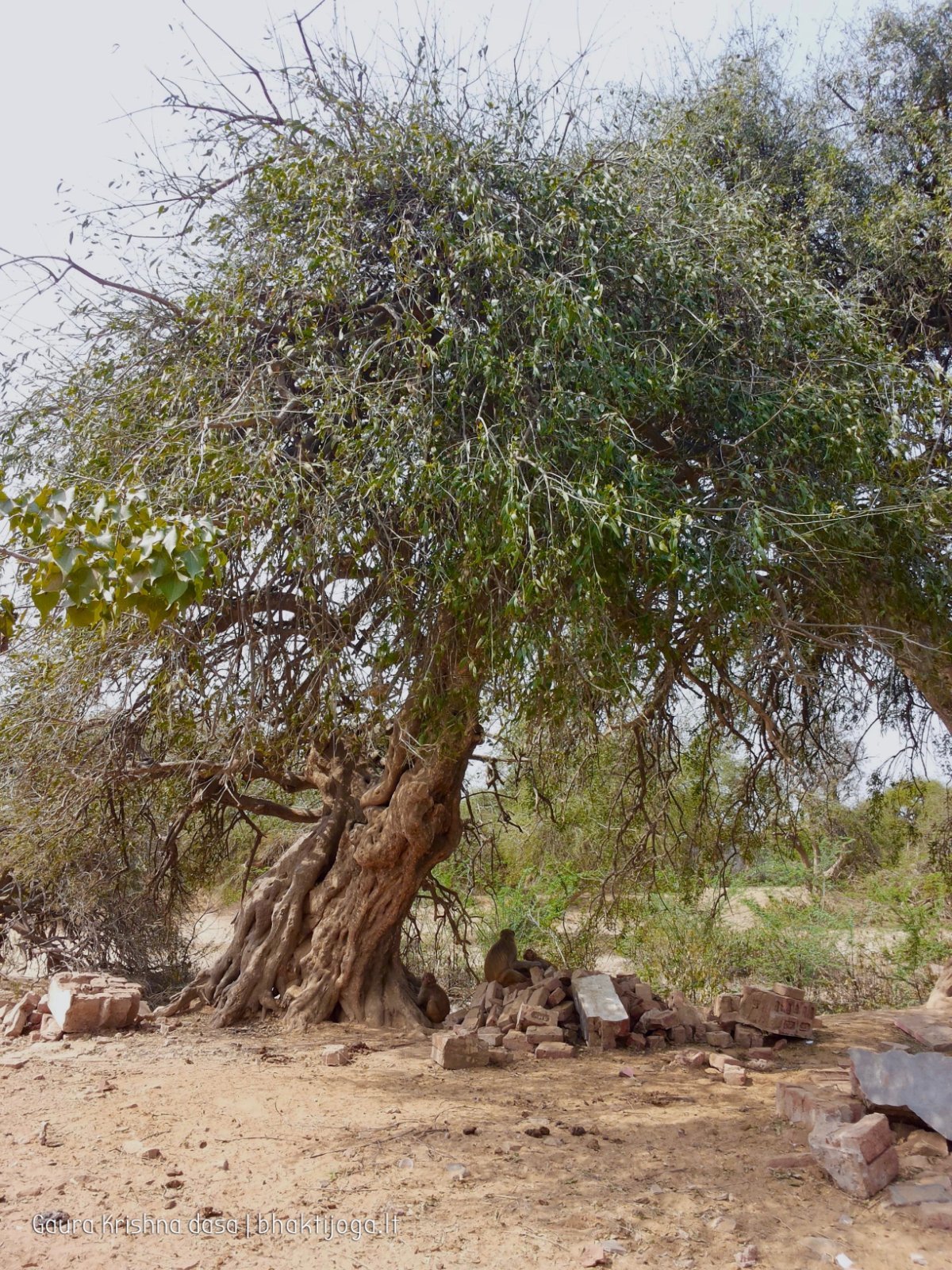 19 plants govardhan 2018