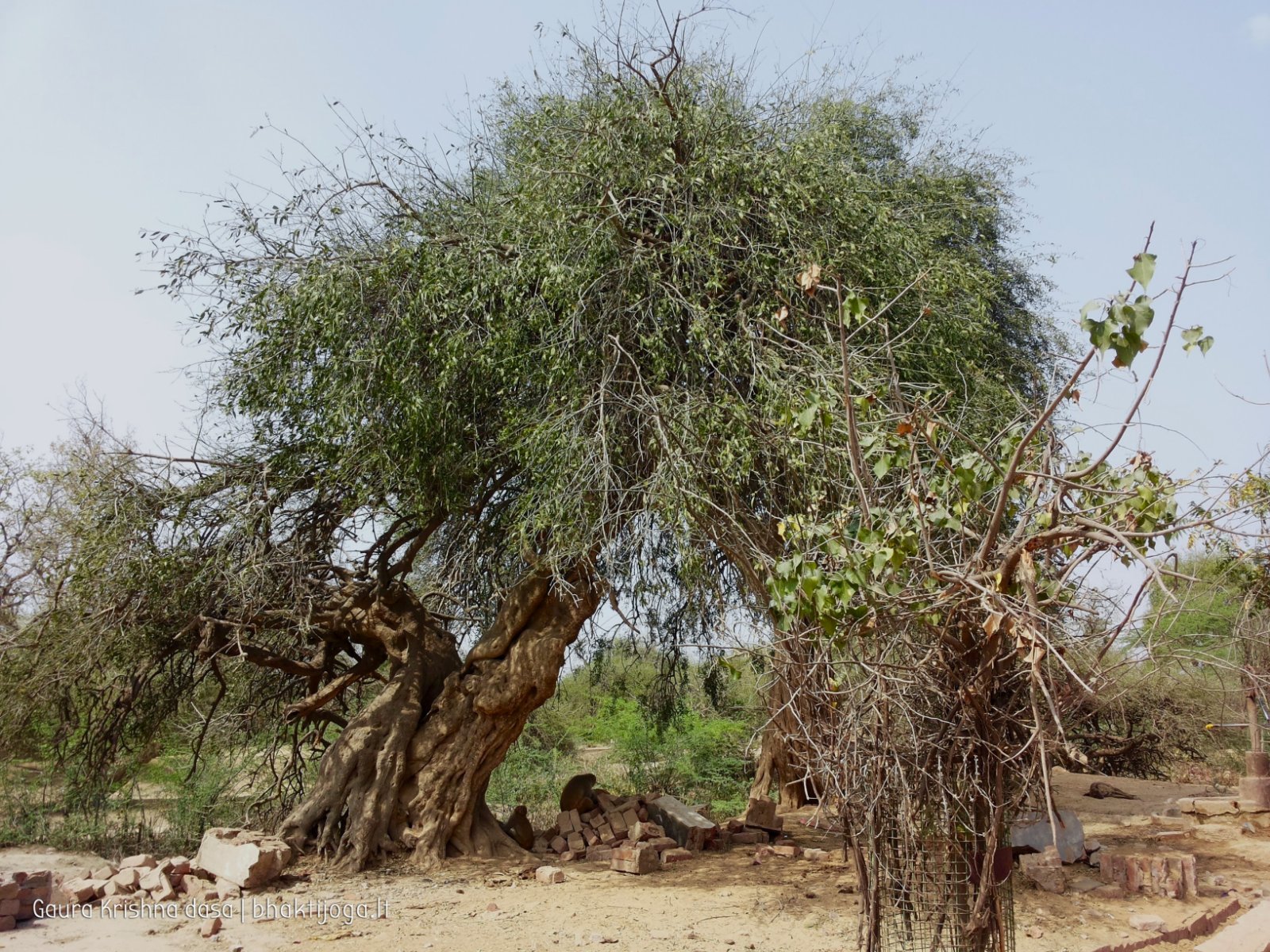 20 plants govardhan 2018