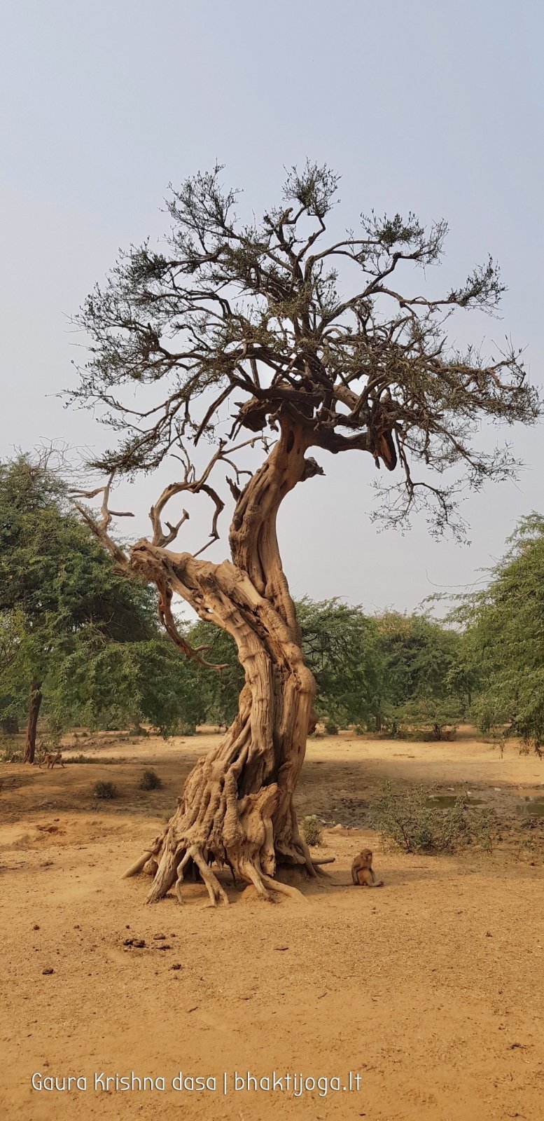 22 plants govardhan 2018