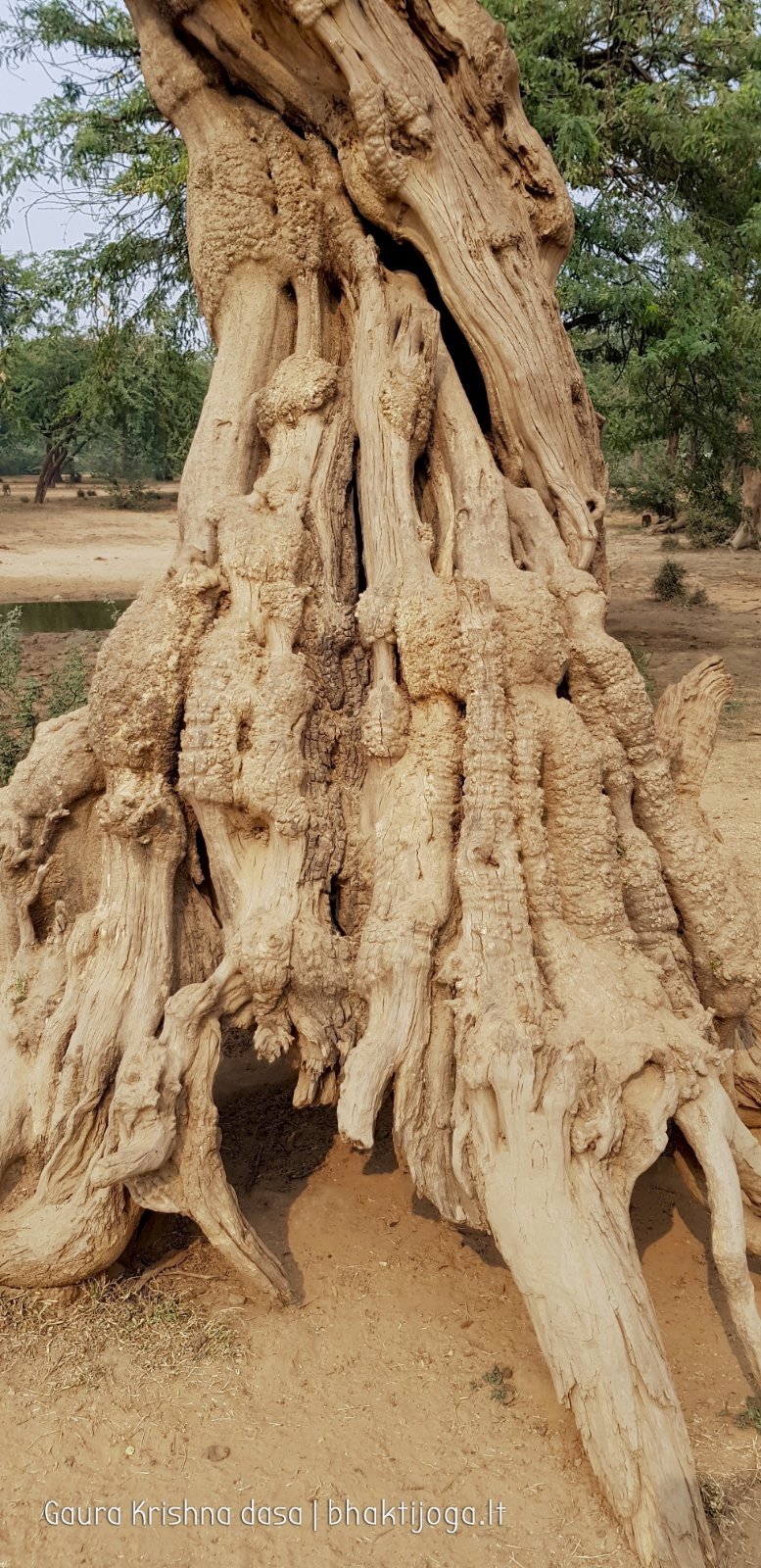 23 plants govardhan 2018