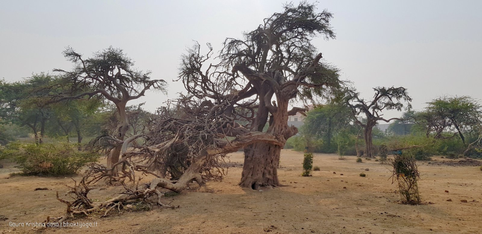 25 plants govardhan 2018