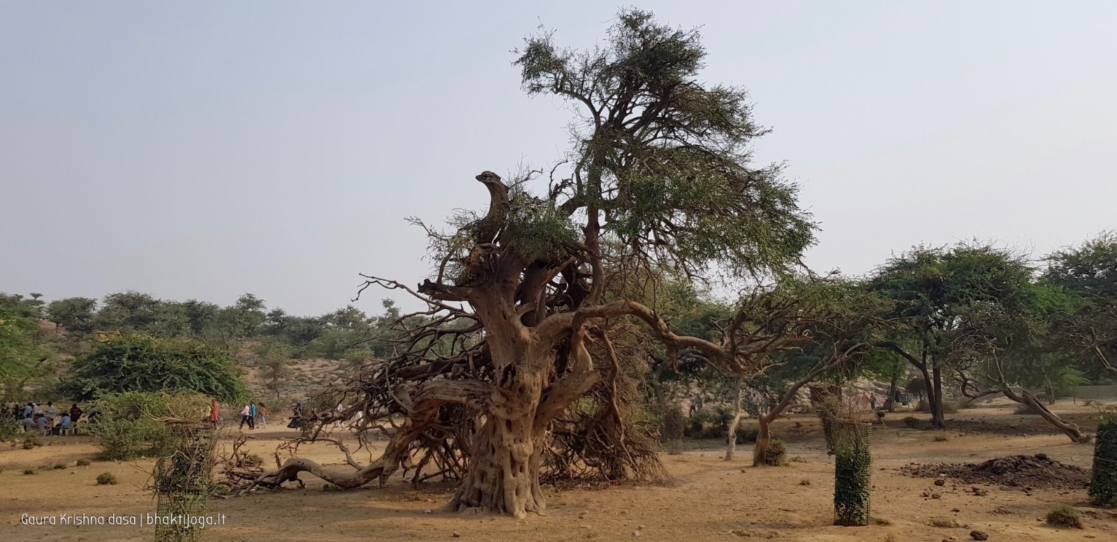 26 plants govardhan 2018