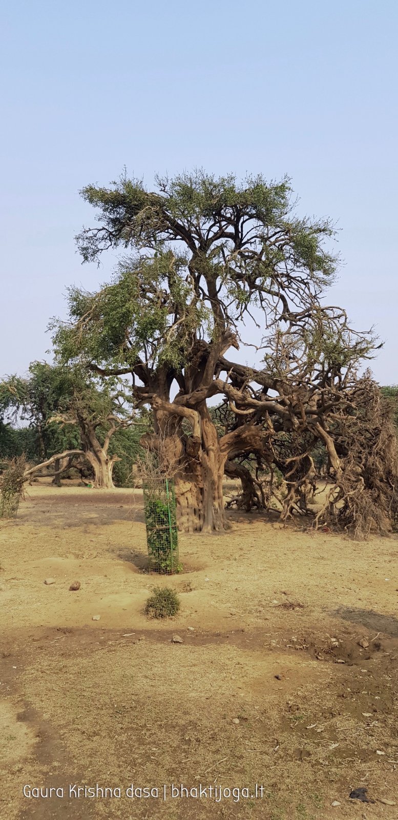 27 plants govardhan 2018