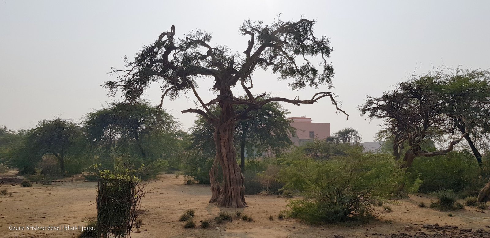 28 plants govardhan 2018