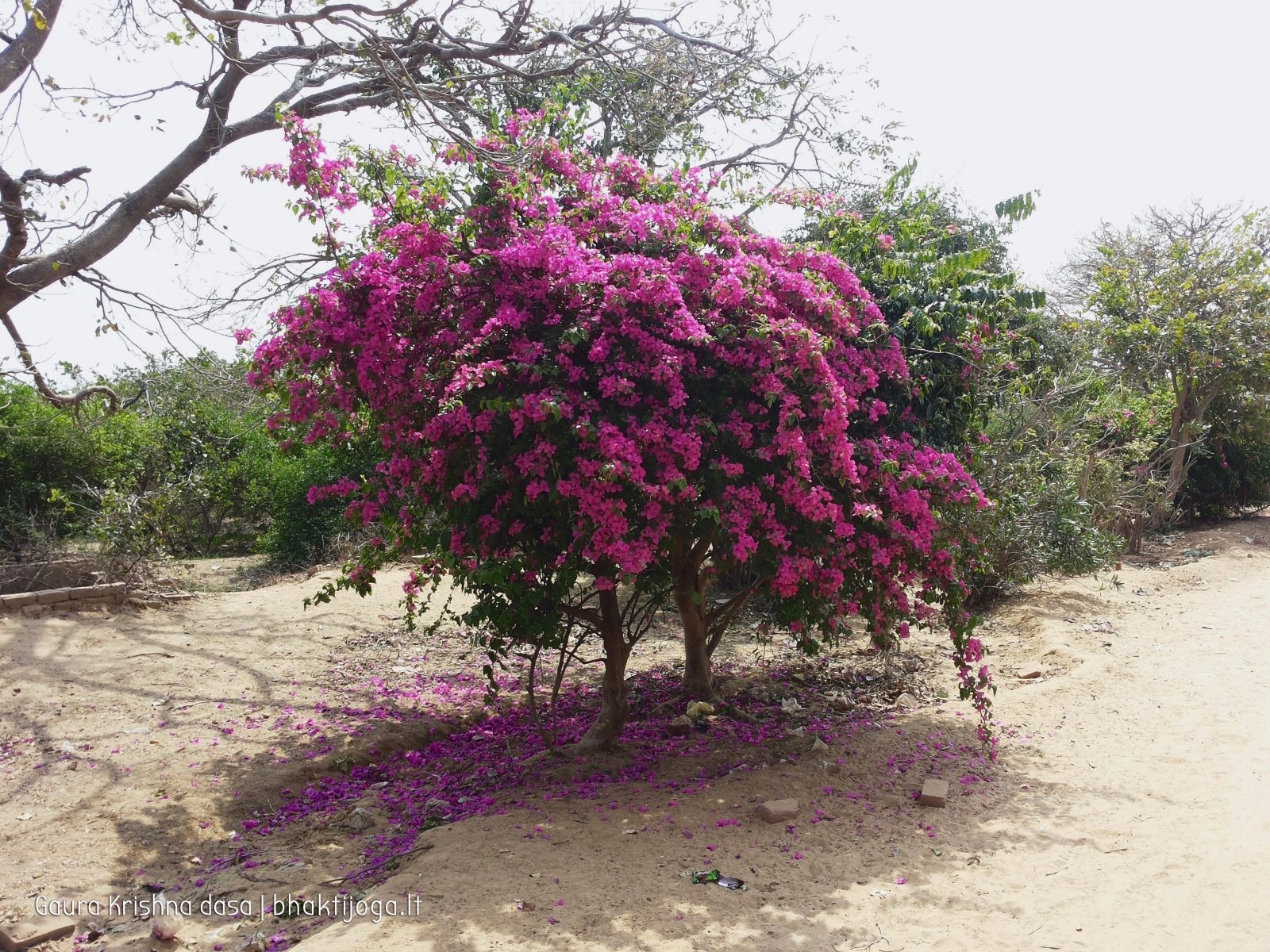 3 plants govardhan 2018