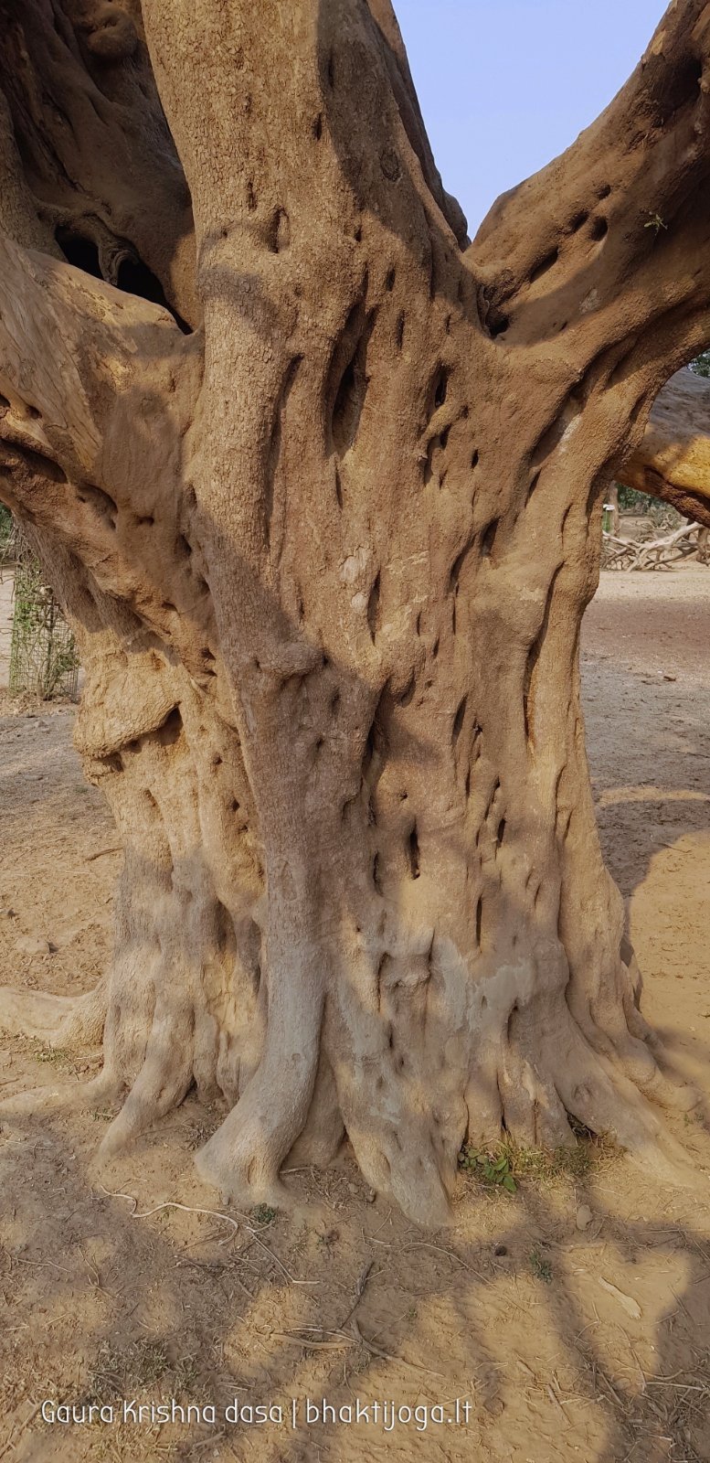 30 plants govardhan 2018