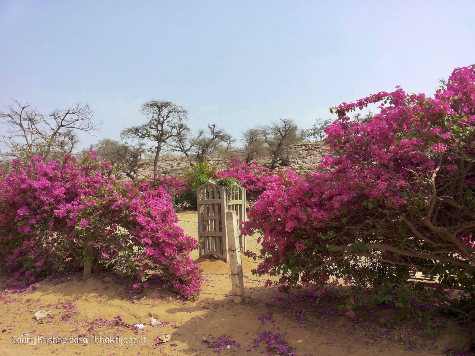 5 plants govardhan 2018