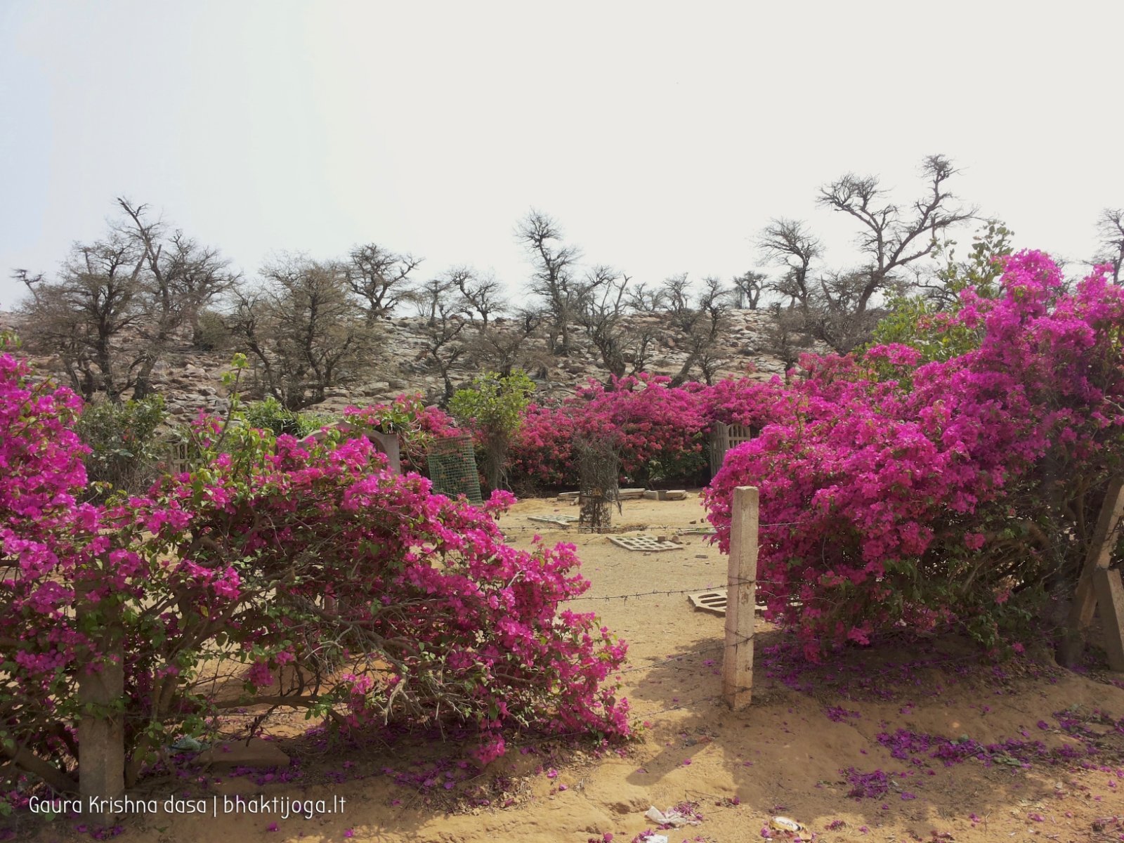 6 plants govardhan 2018