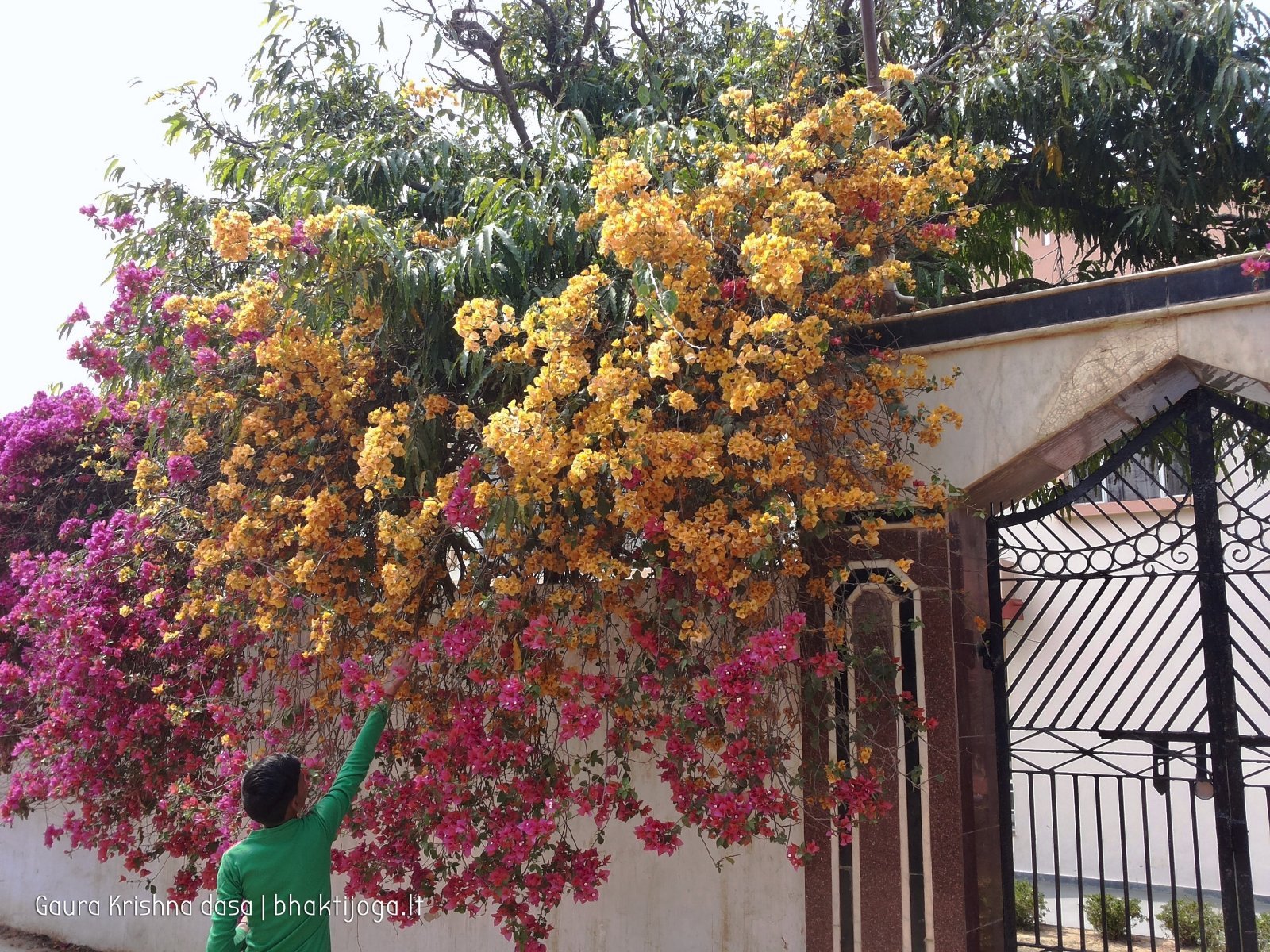 7 plants govardhan 2018