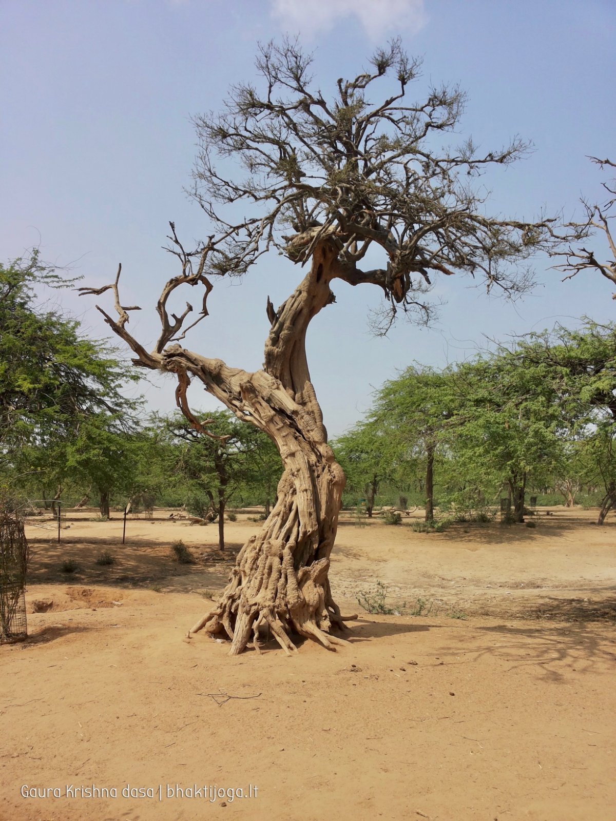 8 plants govardhan 2018