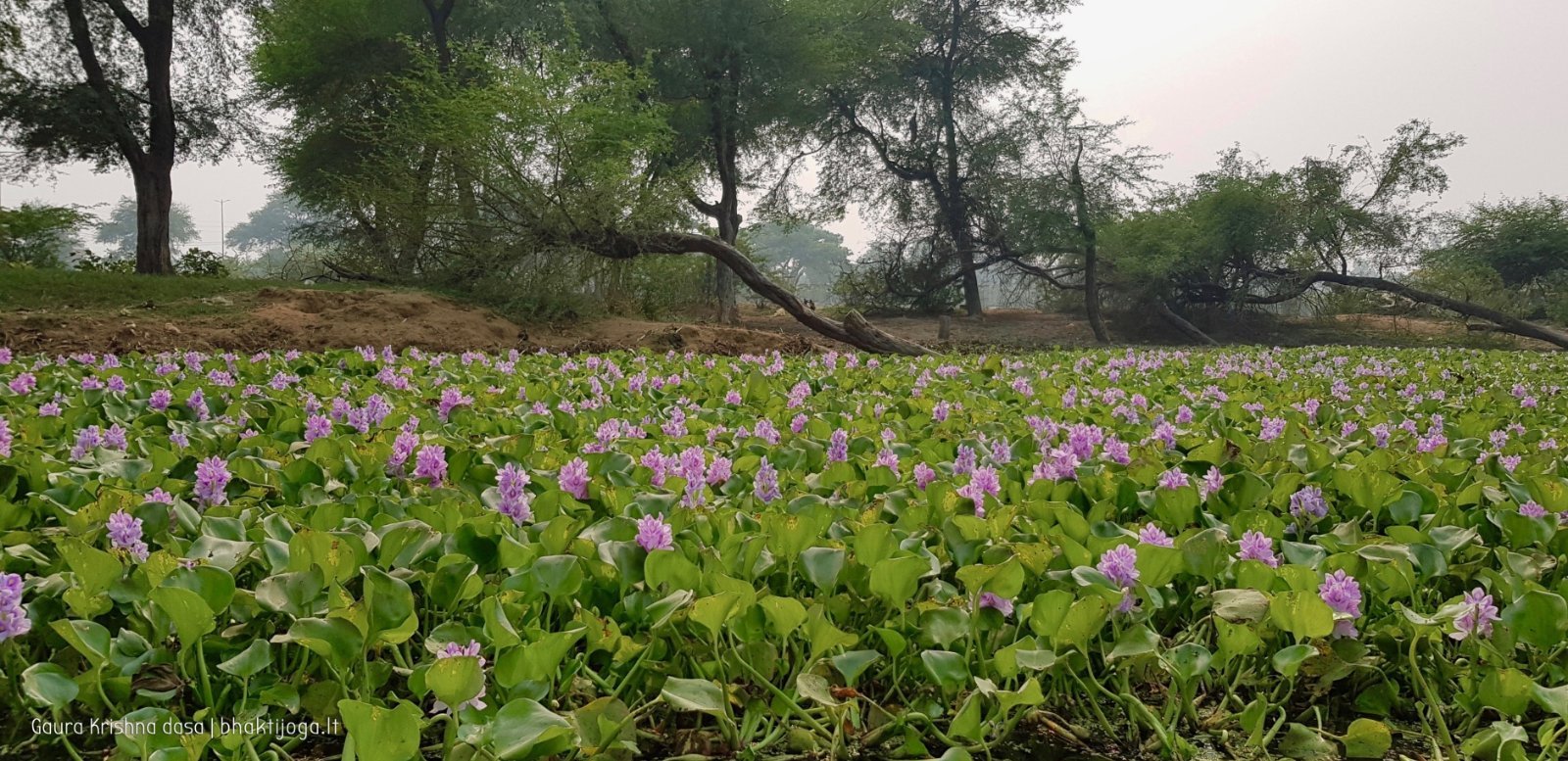 9 plants govardhan 2018