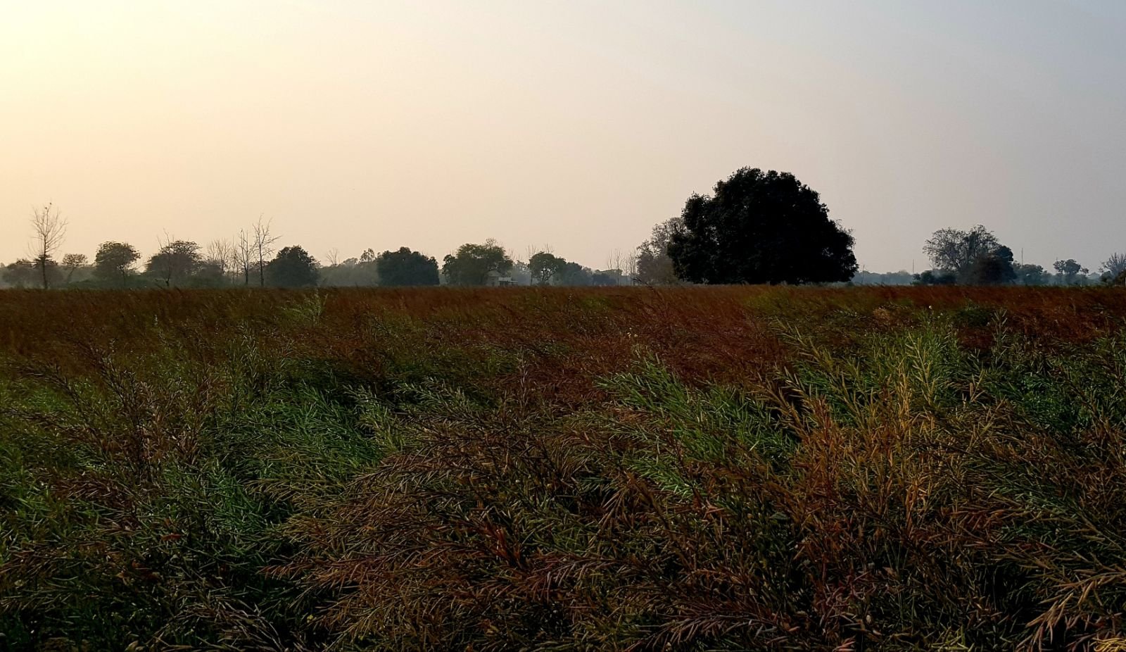 13 mukharai 2020 02 06