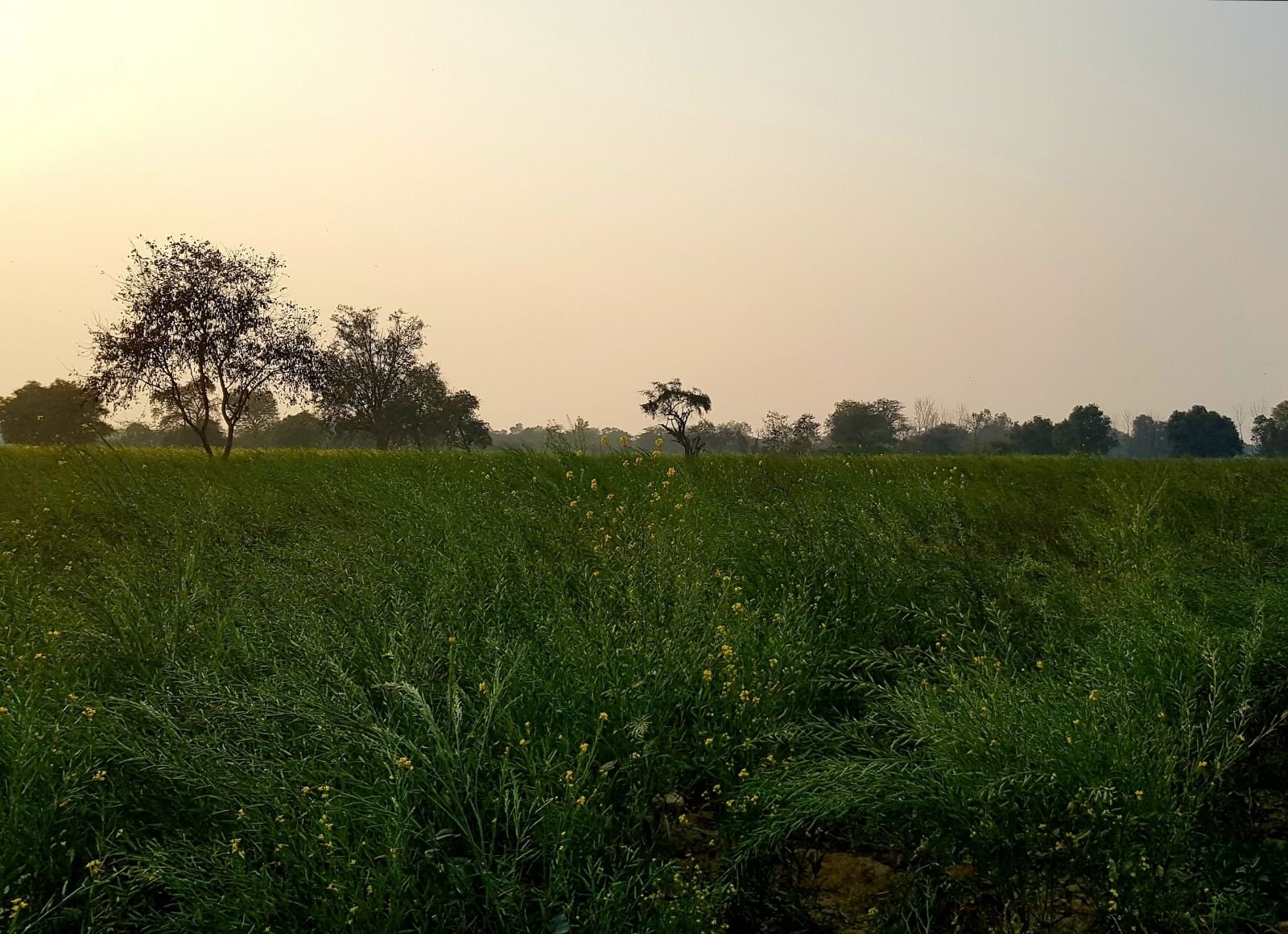 14 mukharai 2020 02 06