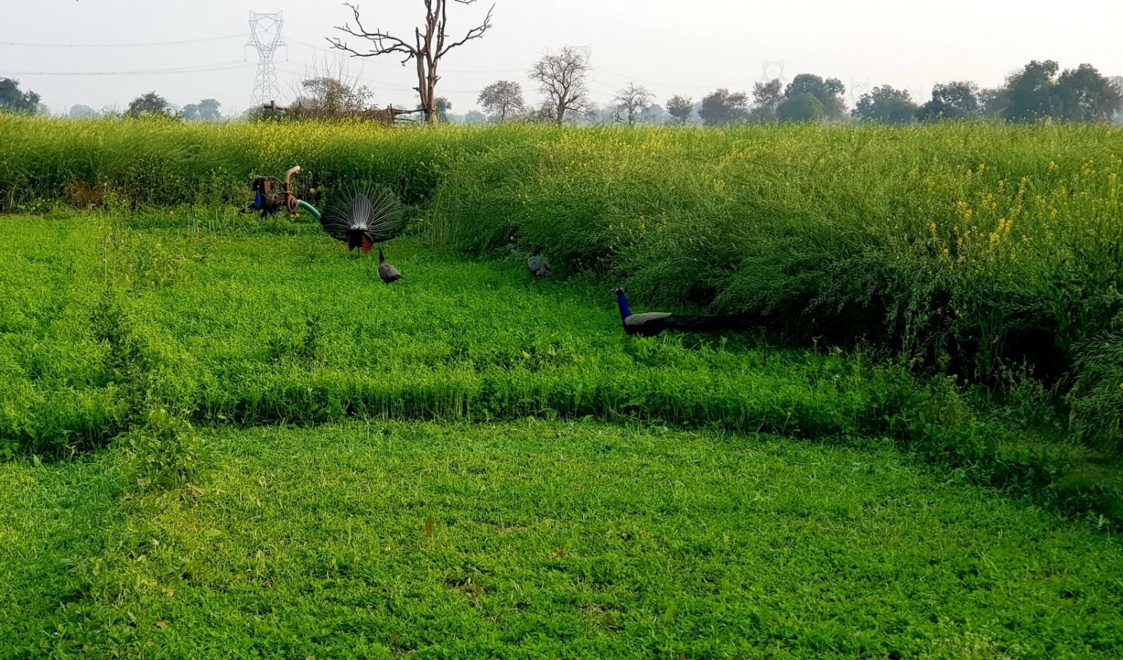 17 mukharai 2020 02 06