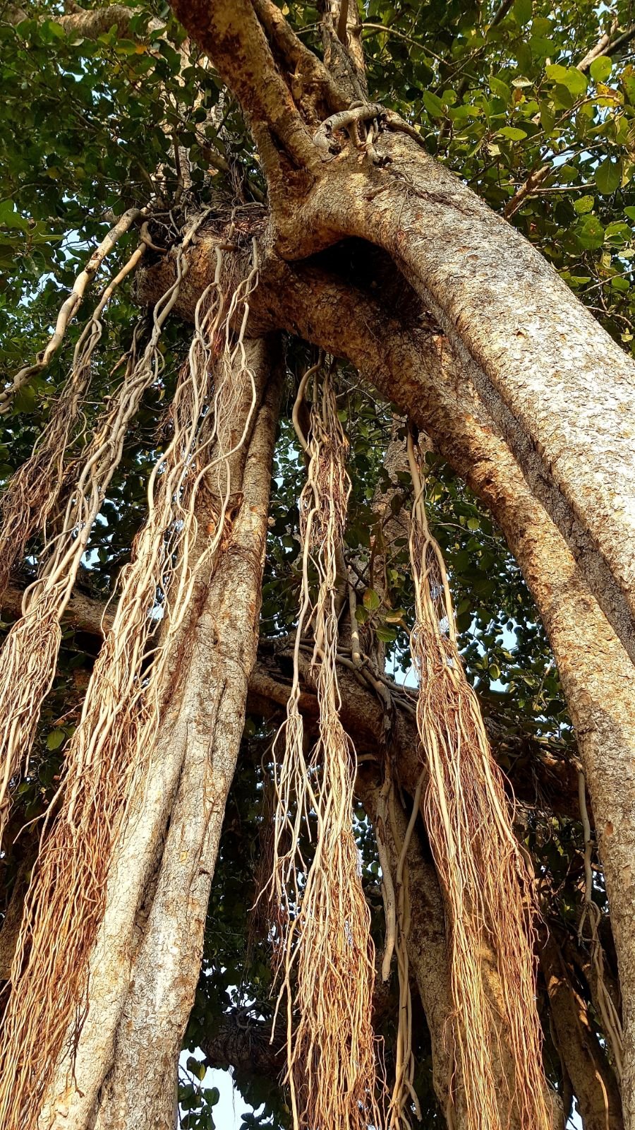 4 mukharai 2020 02 06