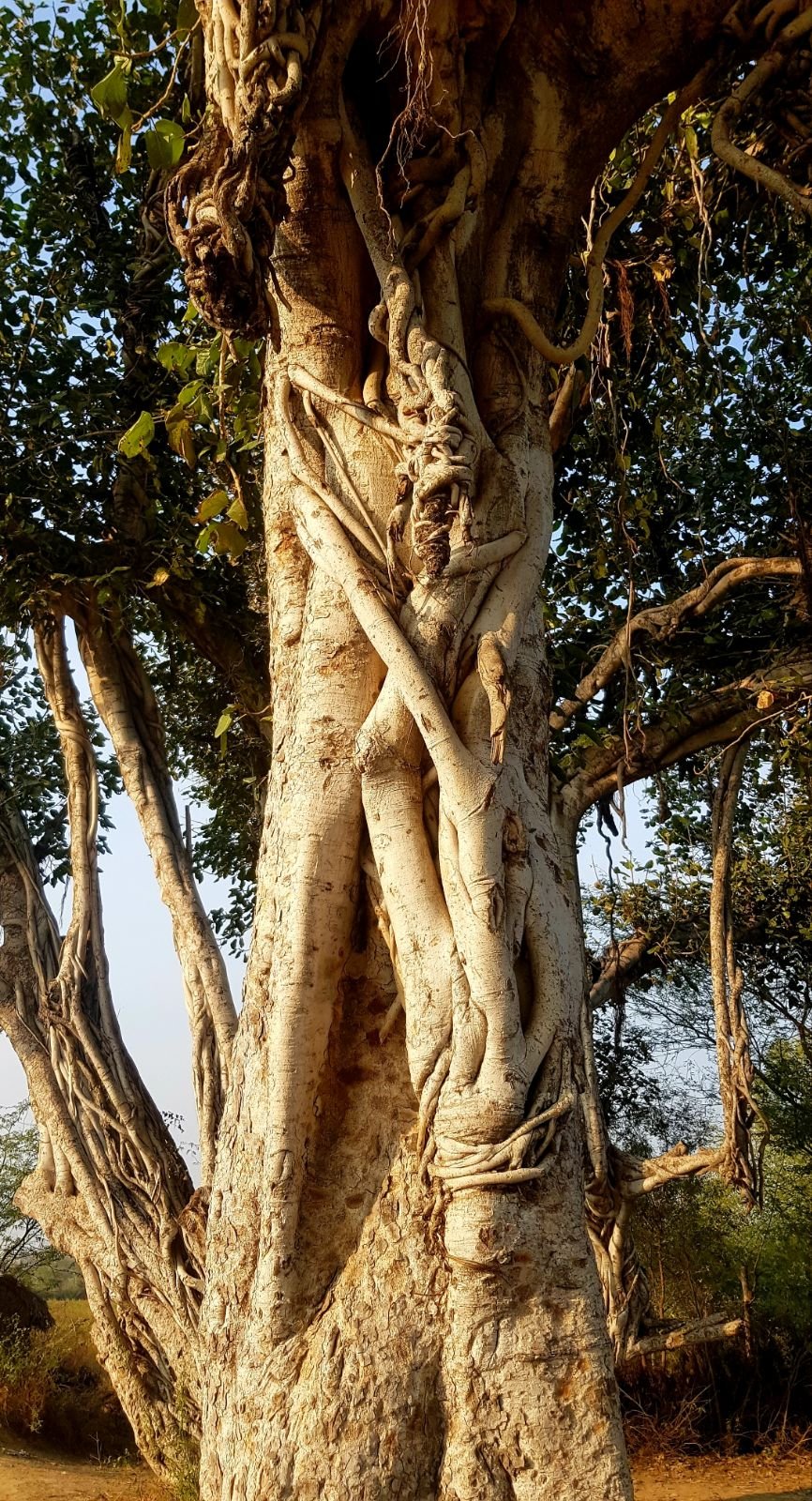 12 plants of vraja 2020 02 09