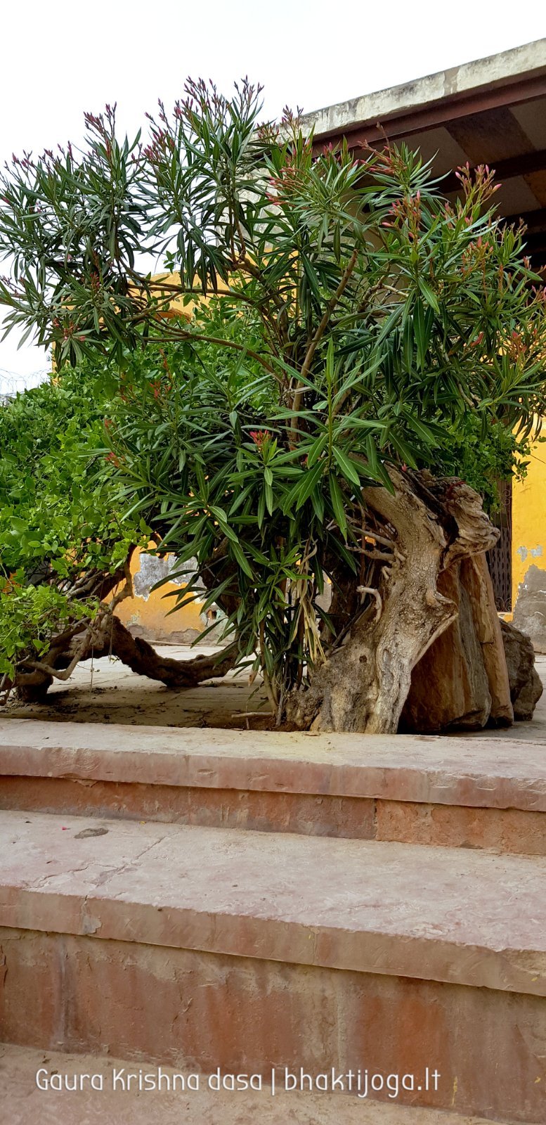 2 plants radha kunda 2018 11 03