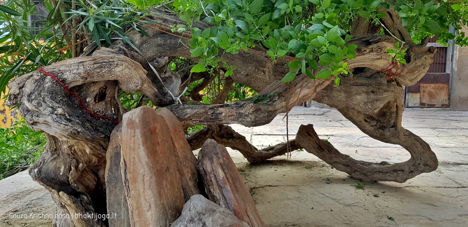 3 plants radha kunda 2018 11 03