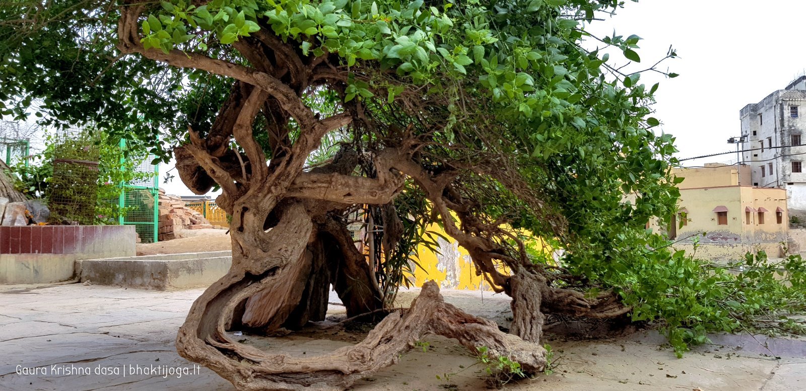 4 plants radha kunda 2018 11 03