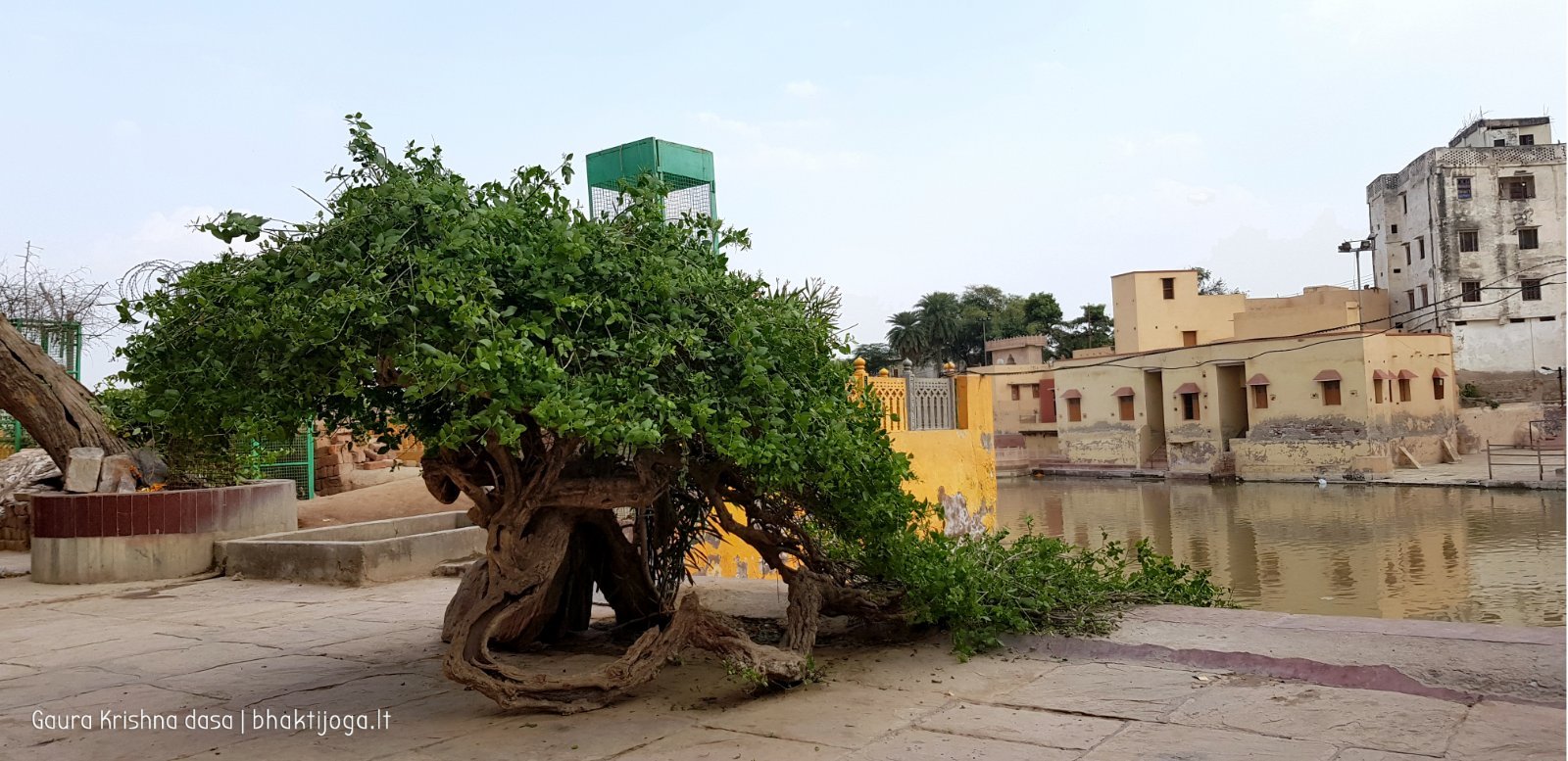 5 plants radha kunda 2018 11 03