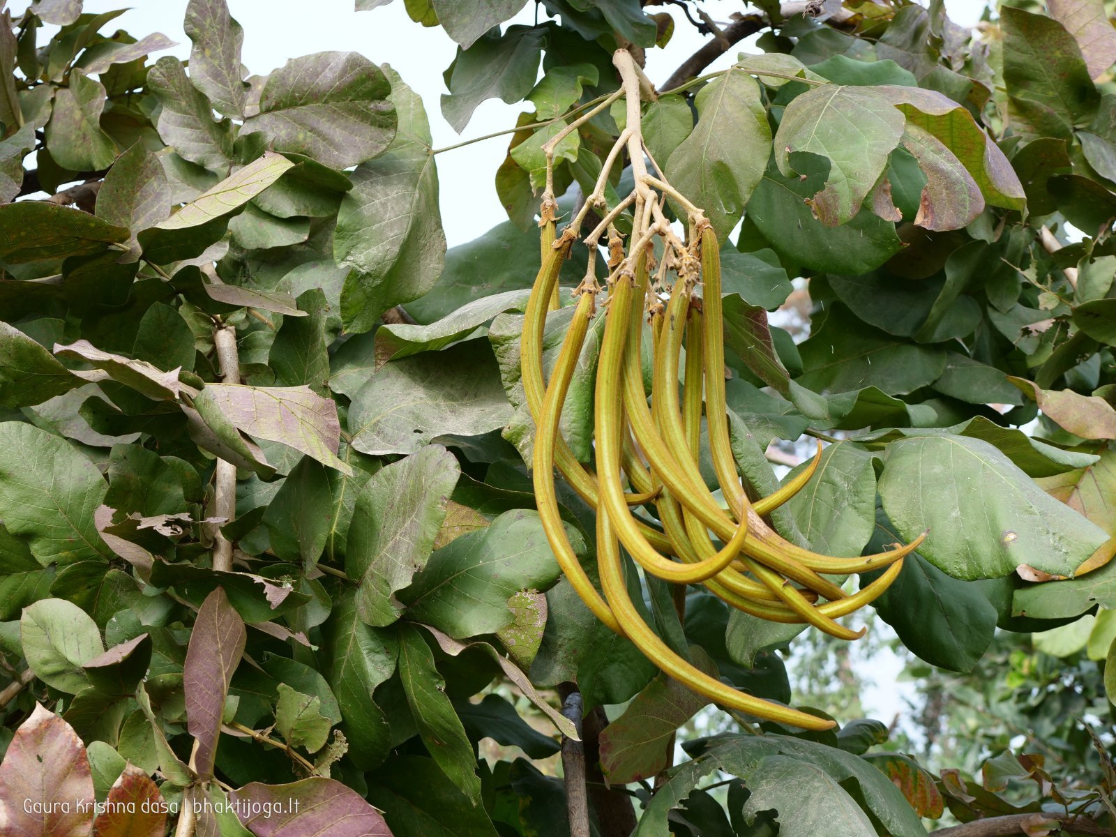 17 rasouli 2019 12 18