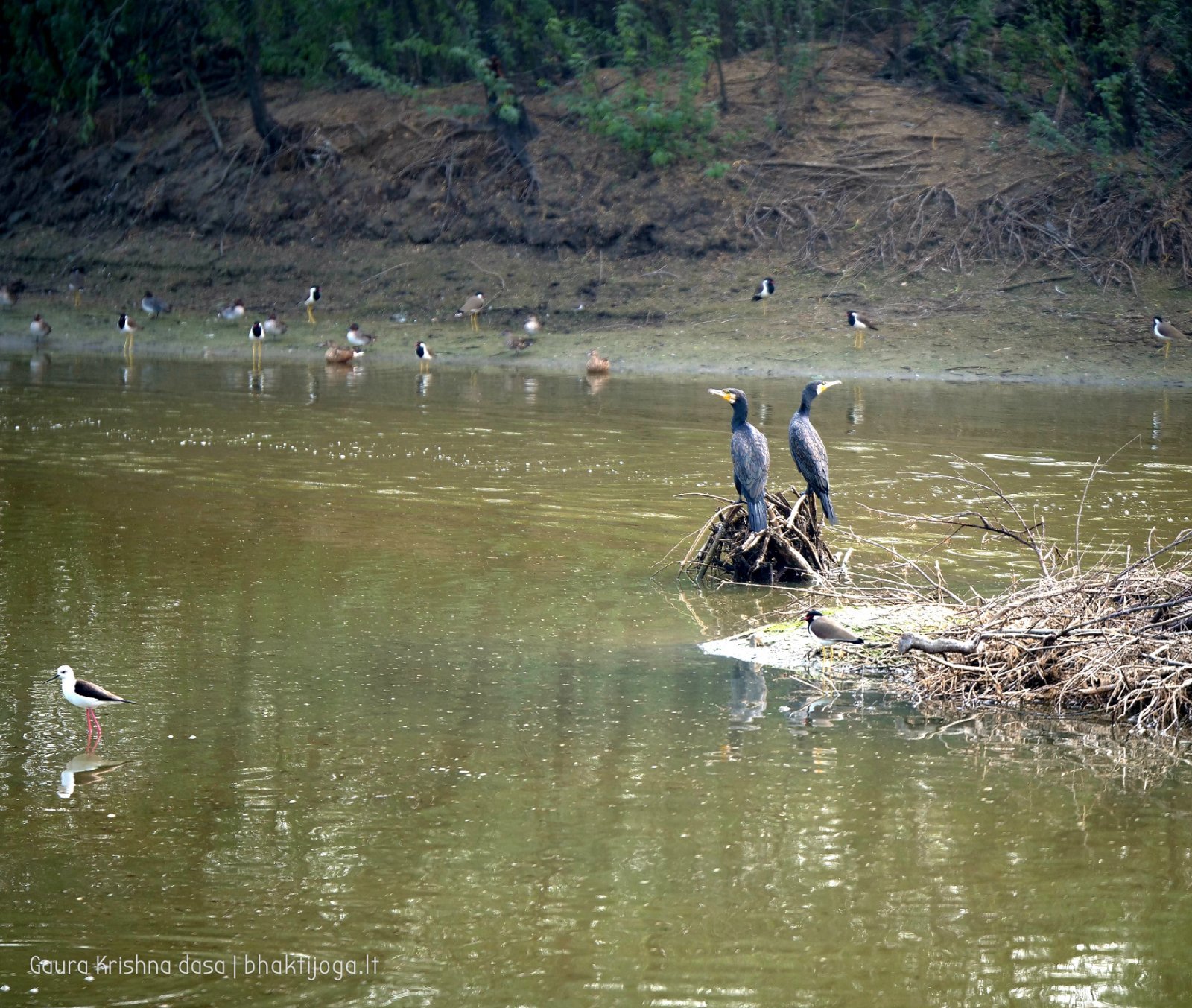 6 rasouli 2019 12 18