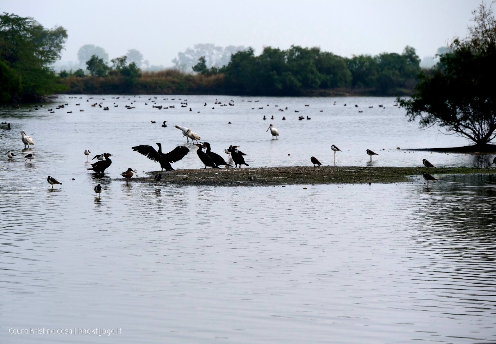 7 rasouli 2019 12 18