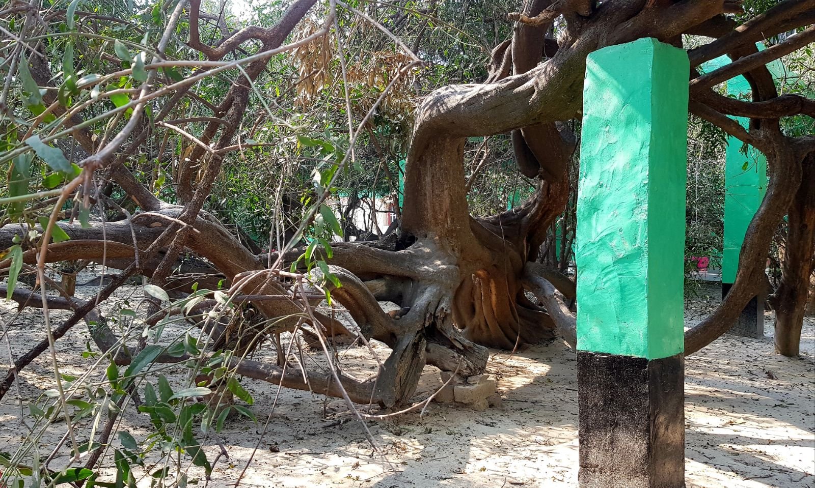 10 ter kadamba 2020 02 091