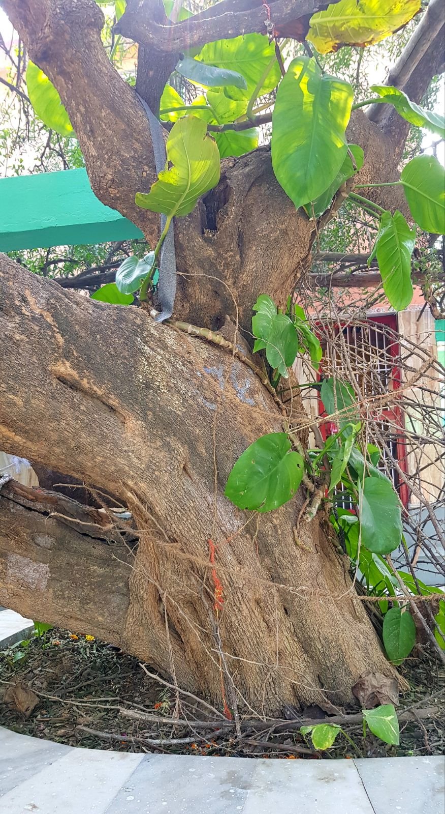 20 ter kadamba 2020 02 091