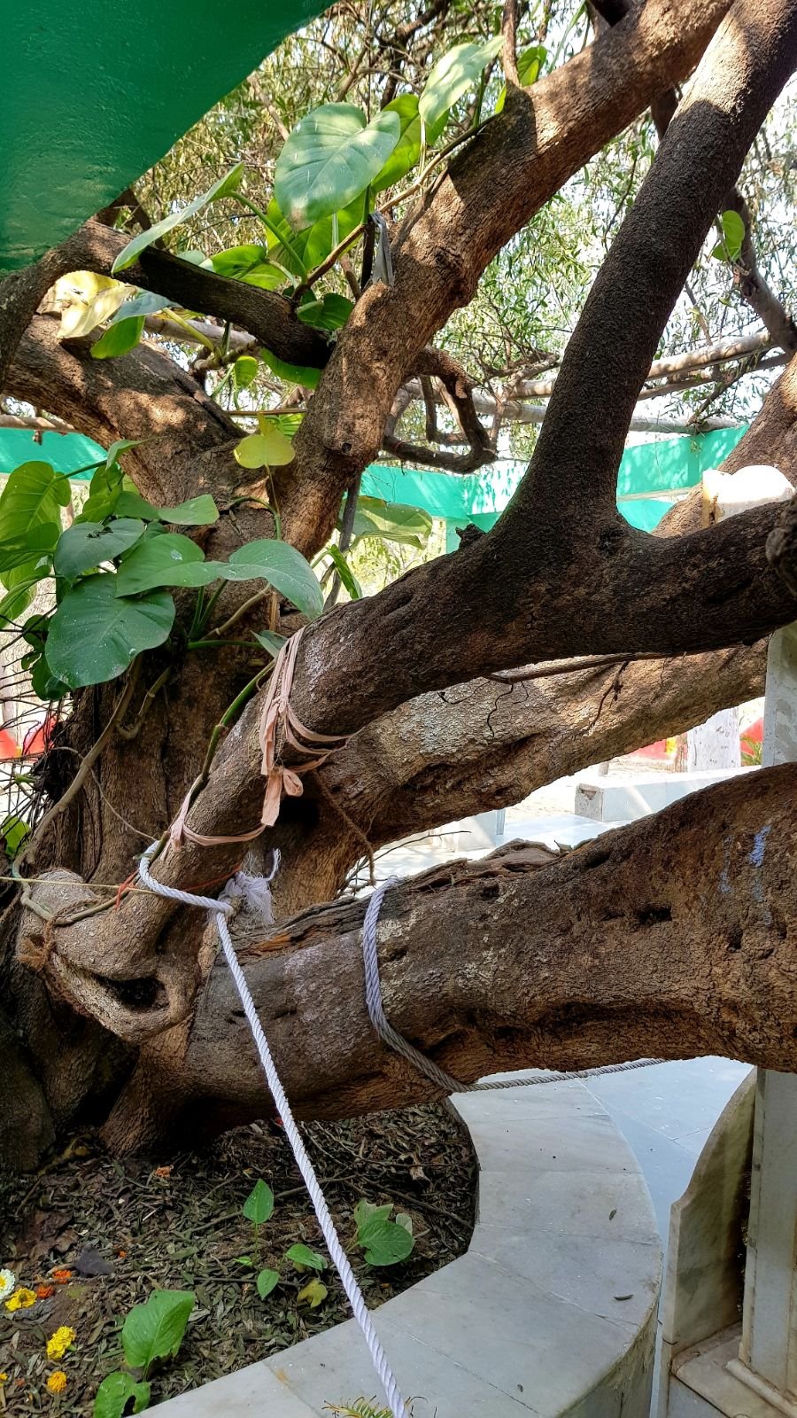 22 ter kadamba 2020 02 091