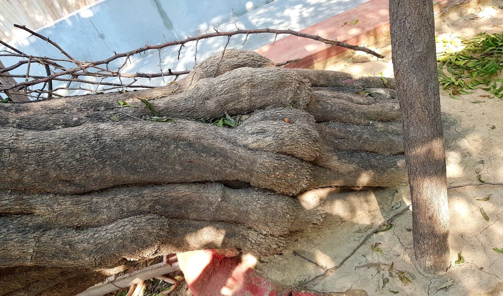 24 ter kadamba 2020 02 091