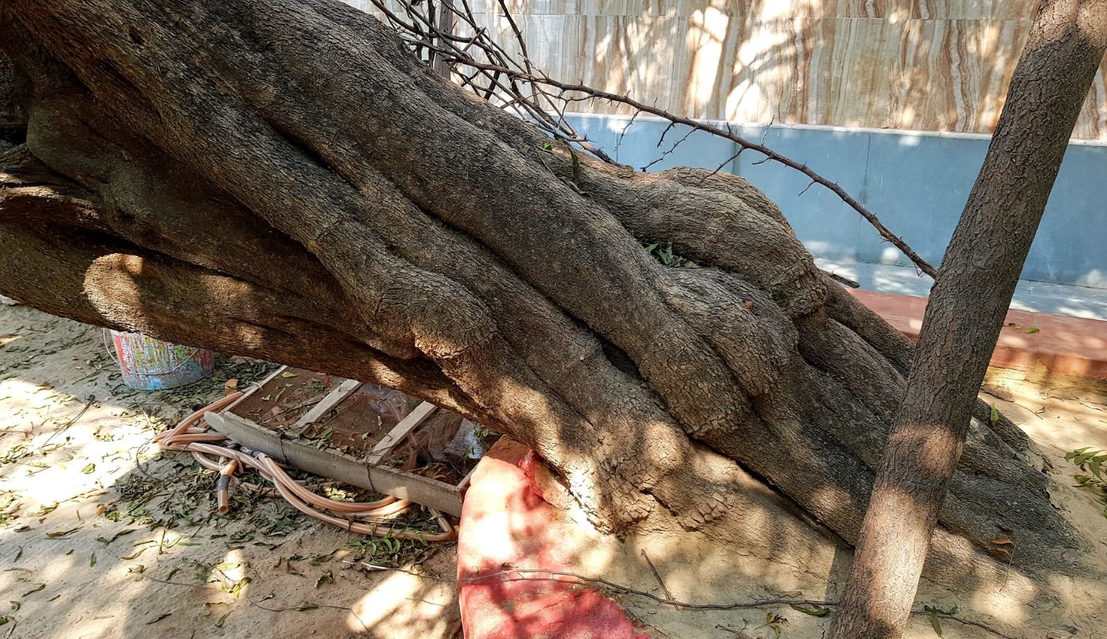 25 ter kadamba 2020 02 091