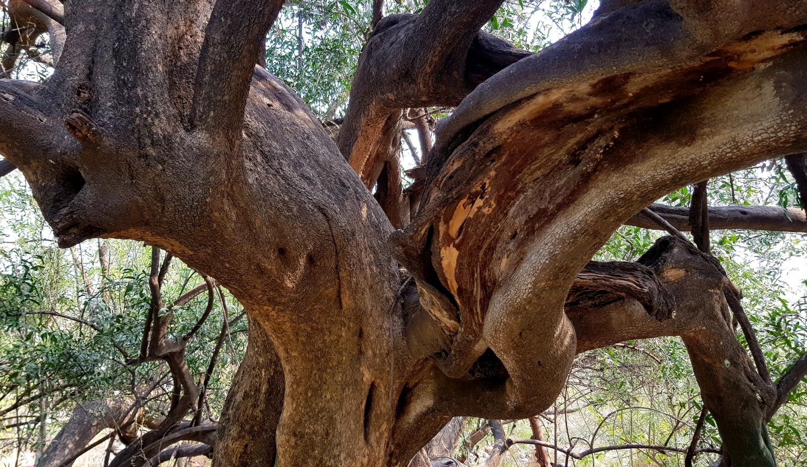 33 ter kadamba 2020 02 091