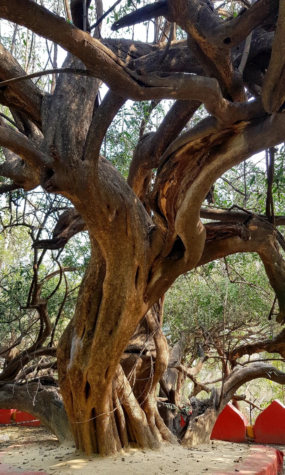 34 ter kadamba 2020 02 091