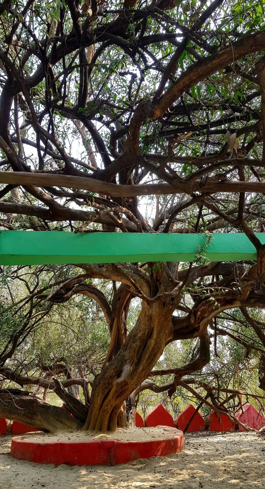 36 ter kadamba 2020 02 091