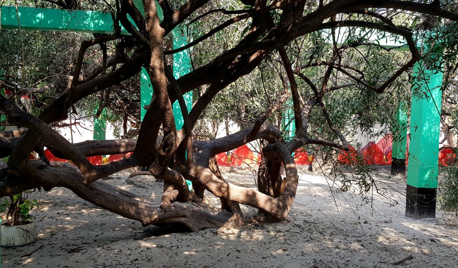 37 ter kadamba 2020 02 091