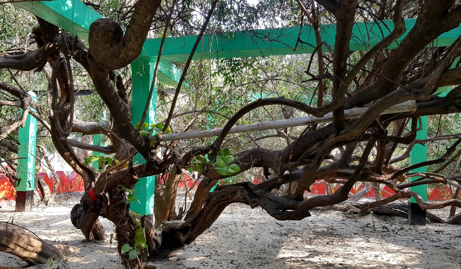 38 ter kadamba 2020 02 091