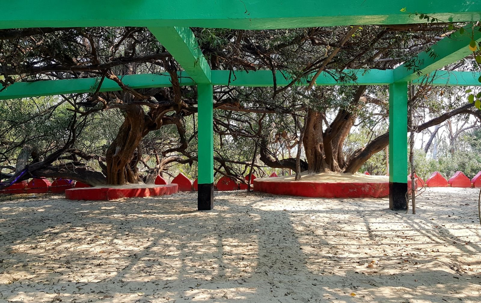 5 ter kadamba 2020 02 091