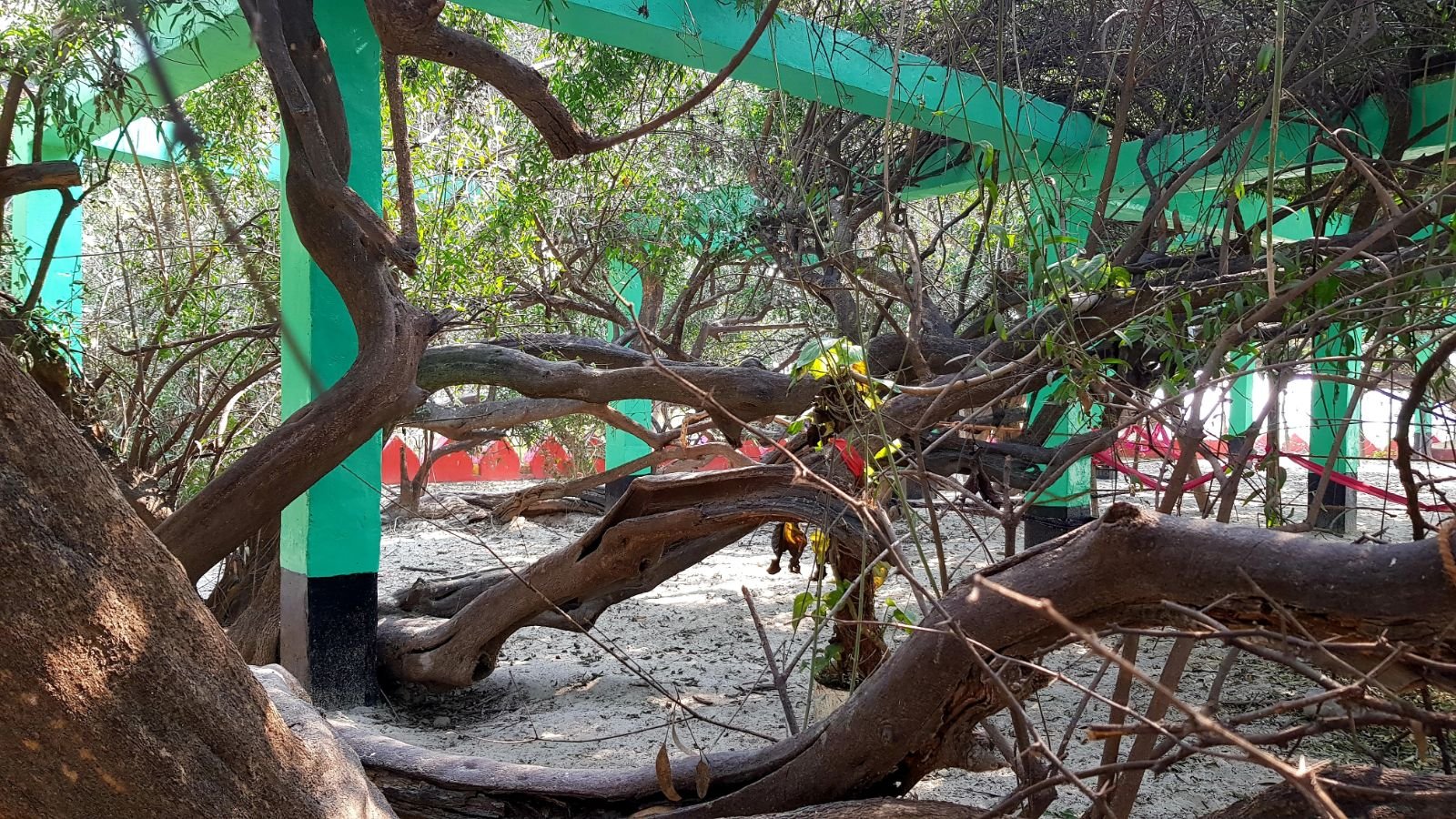 8 ter kadamba 2020 02 091