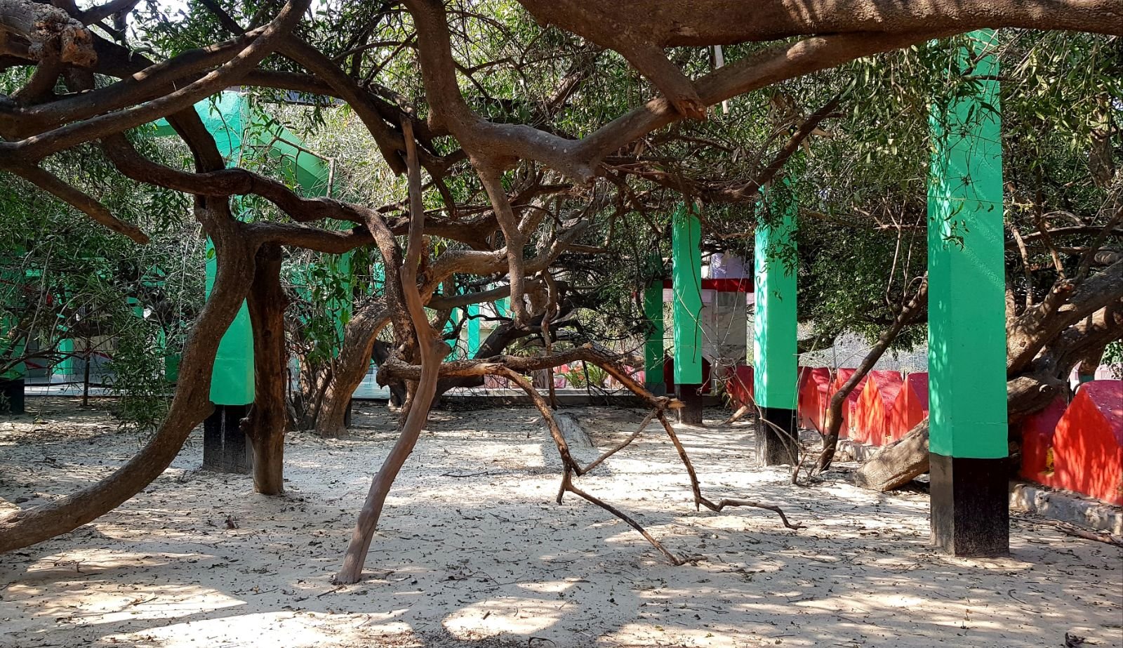 9 ter kadamba 2020 02 091