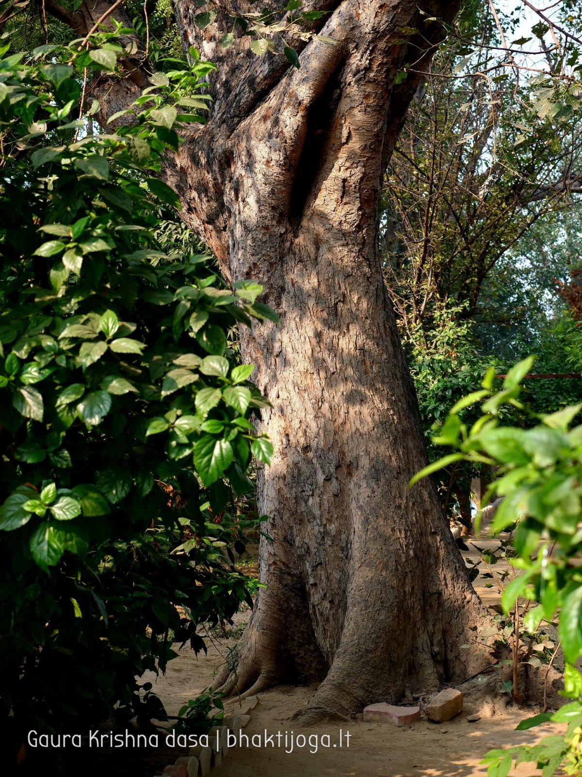 15 krishnas garden varshana 2019 12 10